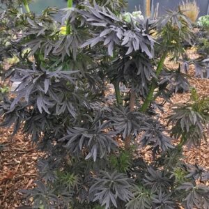 Sambucus nigra f. porphyrophylla Laced Up ('Snr1292')