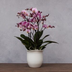 Scalloped edge plant pot - white