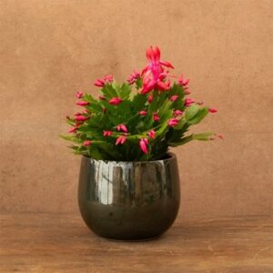 Schlumbergera red-flowered