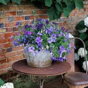 Sea blues - Easyplanter for hanging baskets & patio pots