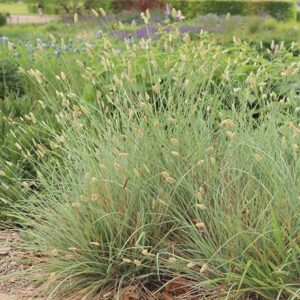 Sesleria nitida