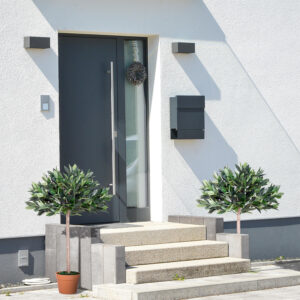Set Of 2 Olive Trees 3Ft Orange Pot