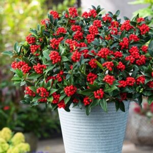 Skimmia japonica Cleopatra ('Snep24') (PBR)