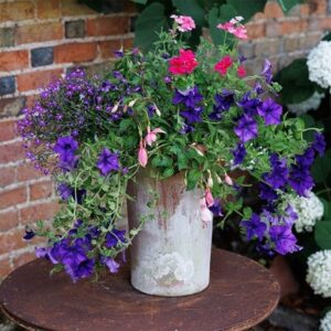 Sophistication - Easyplanter for hanging baskets & patio pots