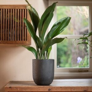 Straight sided pot - charcoal