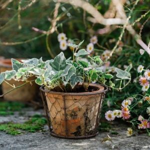 Terracotta pot in basket