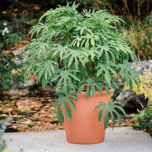 Terracotta tree pot