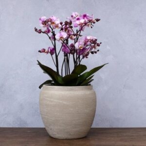 Textured urn large plant pot - grey