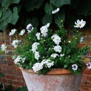 The debutante - Easyplanter for hanging baskets & patio pots