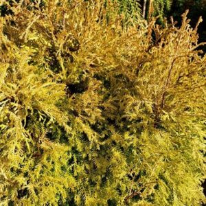 Thuja occidentalis Rheingold