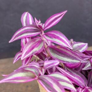 Tradescantia zebrina Pink Paradise