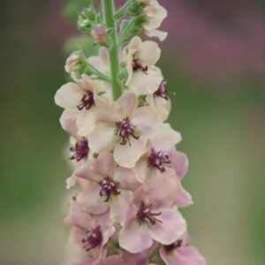 Verbascum Southern Charm