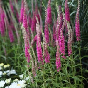 Veronica spicata Rotfuchs