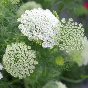 Visnaga daucoides