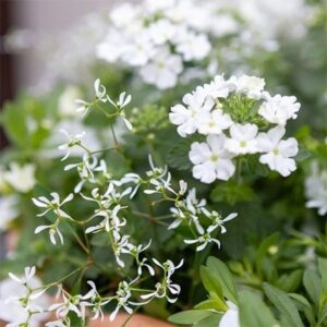 White Elegance- Easyplanter for hanging baskets & patio pots