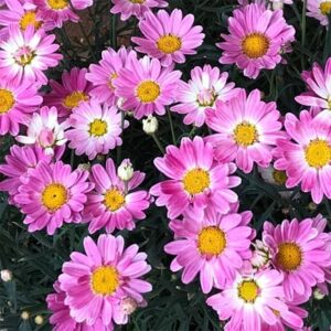 marguerite Aramis Girly Pink