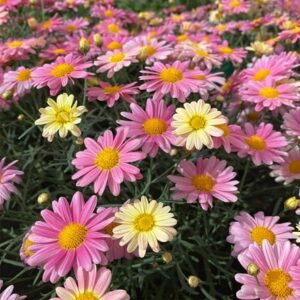 marguerite Aramis Lemon & Pink
