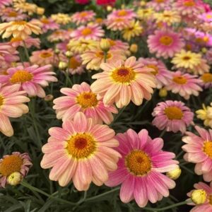 marguerite Aramis Peach Eye