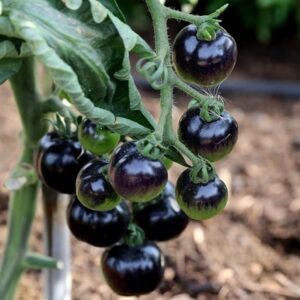 tomato Indigo Rose