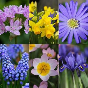 6 months of flowering bulbs