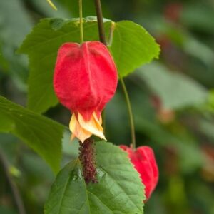 Abutilon megapotamicum
