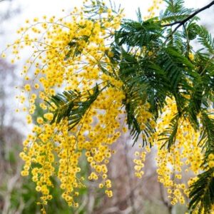 Acacia dealbata