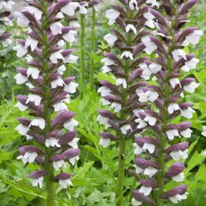 Acanthus hungaricus White Lips