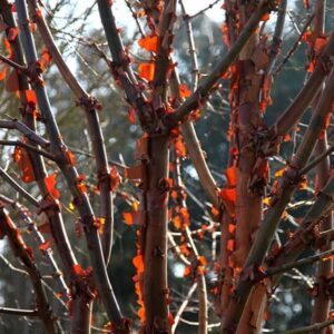 Acer griseum
