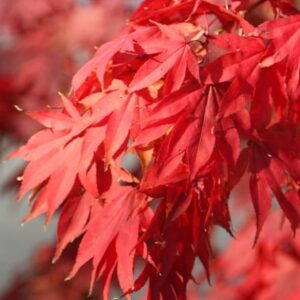 Acer palmatum