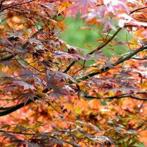 Acer palmatum Atropurpureum