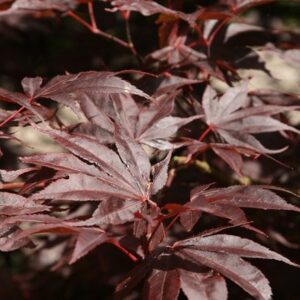 Acer palmatum Bloodgood