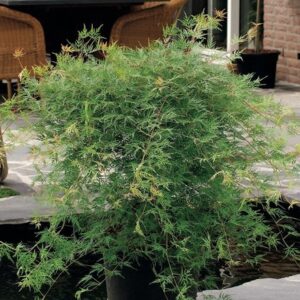Acer palmatum Emerald Lace