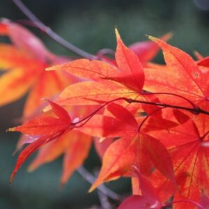 Acer palmatum Ōsakazuki