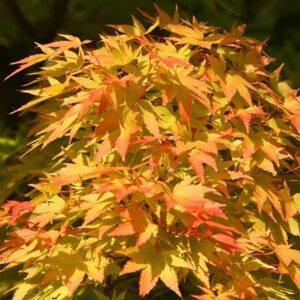 Acer palmatum Sango-kaku