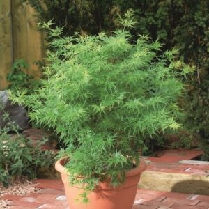 Acer palmatum Seiryu