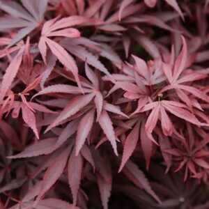 Acer palmatum Shaina