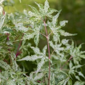 Acer palmatum Uki-gumo