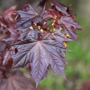 Acer platanoides Crimson King