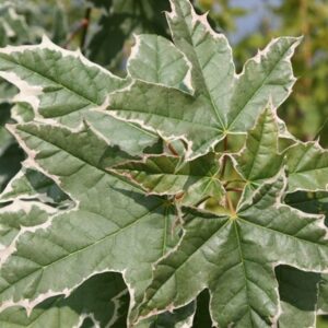 Acer platanoides Drummondii