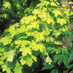 Acer platanoides Princeton Gold ('Prigo') (PBR)