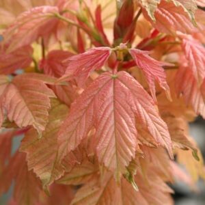 Acer pseudoplatanus Brilliantissimum