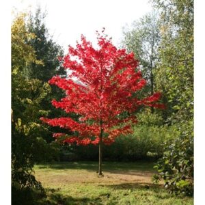 Acer rubrum October Glory