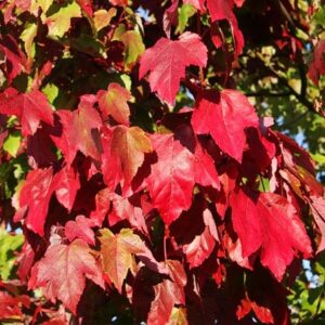 Acer rubrum Scanlon
