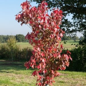 Acer rubrum Sun Valley