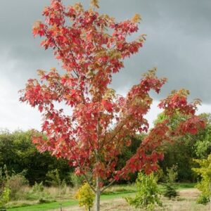 Acer × freemanii Autumn Blaze ('Jeffersred')