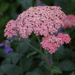 Achillea Lachsschönheit' (Galaxy Series)
