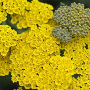 Achillea Moonshine