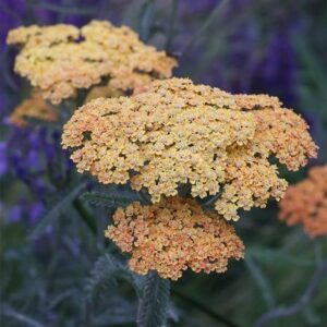 Achillea Terracotta