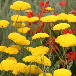 Achillea filipendulina Cloth of Gold