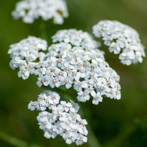 Achillea millefolium